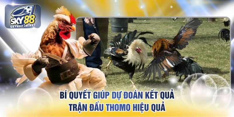 Bí quyết giúp dự đoán kết quả trận đấu Thomo hiệu quả